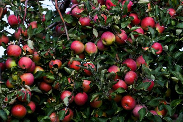 چه عواملی بر مرغوبیت سیب موثر است