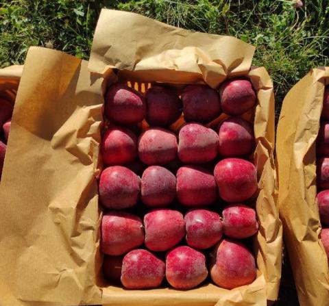 راه های تشخیص سیب درجه یک ممتاز