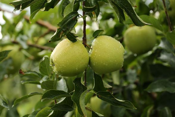 مرکز توزیع سیب درختی