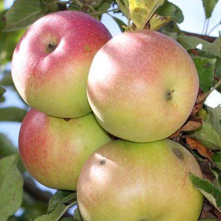 ویژگی های سیب فرانسوی دو رنگ چیست؟