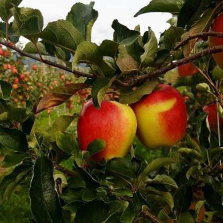 با انواع مختلف سیب فرانسوی آشنا شوید