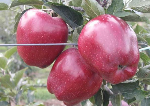 بزرگترین تولید کنندگان سیب سرخ صادراتی