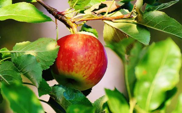 سفارش سیب درختی درجه 1 از صادرکنندگان برتر 