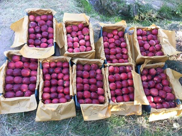 بزرگترین مرکز عرضه سیب درختی ممتاز اعلا در ایران