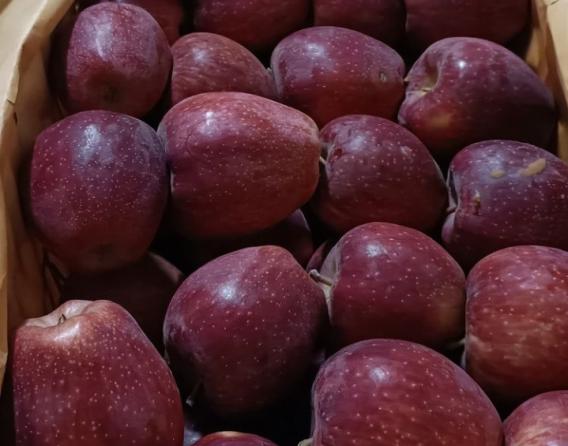 عرضه مستقیم سیب درختی درجه 1