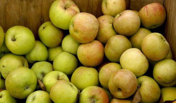 صادرات انواع سیب درختی با بهترین کیفیت به کشور هند