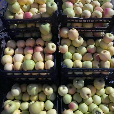 قیمت روز سیب درختی ممتاز اعلا در بازار ایران