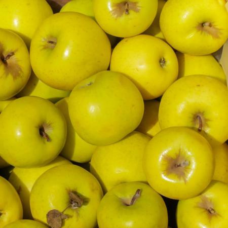 صادرات عمده سیب زرد در ارومیه