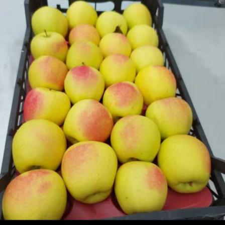 بررسی استاندارد های لازم برای صادرات سیب به اروپا