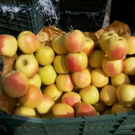 خرید سیب صادراتی سمیرم از تولید کننده اصلی