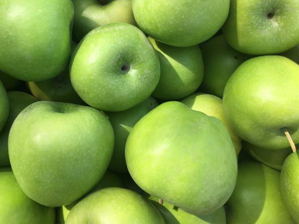 فروش عمده سیب سبز ترش