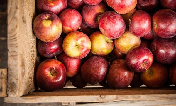 فروش سیب درختی دماوند با کیفیت عالی