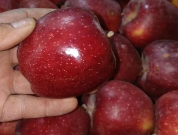 مراحل صادرات سیب به عراق