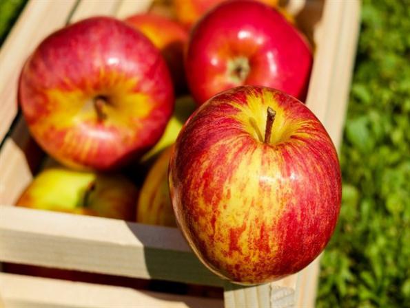 قیمت باورنکردنی سیب صادراتی در مهاباد