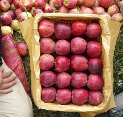 مراکز خرید سیب قرمز لبنانی با قیمت ارزان در سراسر کشور